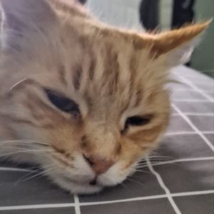 Meet your Posher, Isa